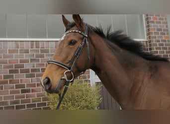 Cheval de sport irlandais, Jument, 6 Ans, 163 cm, Bai