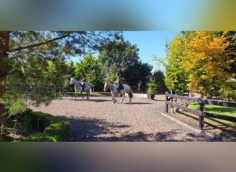 Cheval de sport irlandais, Jument, 6 Ans, 163 cm, Gris