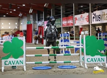 Cheval de sport irlandais, Jument, 6 Ans, 163 cm, Gris pommelé