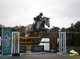 Cheval de sport irlandais, Jument, 6 Ans, 163 cm, Gris pommelé