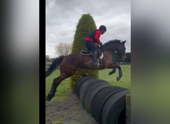 Cheval de sport irlandais, Jument, 6 Ans, 164 cm, Bai cerise