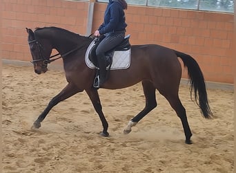 Cheval de sport irlandais, Jument, 6 Ans, 164 cm, Bai