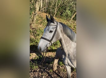 Cheval de sport irlandais, Jument, 6 Ans, 164 cm, Gris pommelé