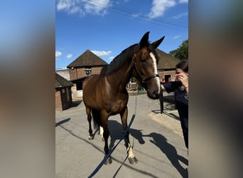 Cheval de sport irlandais, Jument, 6 Ans, 165 cm, Bai cerise