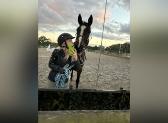 Cheval de sport irlandais, Jument, 6 Ans, 165 cm, Bai cerise