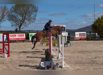 Cheval de sport irlandais, Jument, 6 Ans, 166 cm, Bai