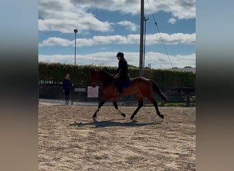Cheval de sport irlandais, Jument, 6 Ans, 166 cm, Bai