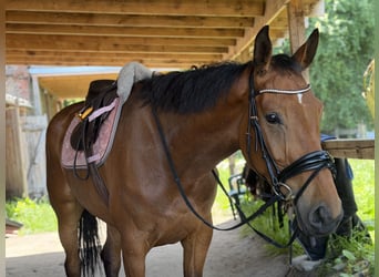 Cheval de sport irlandais, Jument, 6 Ans, 166 cm, Bai