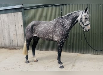 Cheval de sport irlandais, Jument, 6 Ans, 166 cm, Gris pommelé