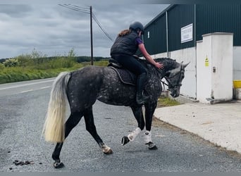 Cheval de sport irlandais, Jument, 6 Ans, 166 cm, Gris pommelé