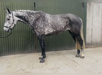 Cheval de sport irlandais, Jument, 6 Ans, 166 cm, Gris pommelé