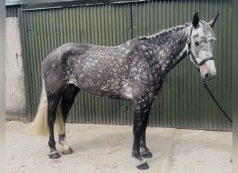 Cheval de sport irlandais, Jument, 6 Ans, 166 cm, Gris pommelé