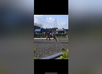 Cheval de sport irlandais, Jument, 6 Ans, 168 cm, Alezan brûlé