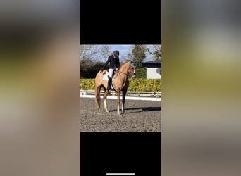 Cheval de sport irlandais, Jument, 6 Ans, 168 cm, Alezan brûlé