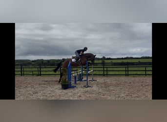Cheval de sport irlandais, Jument, 6 Ans, 168 cm, Bai cerise