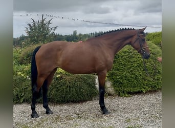 Cheval de sport irlandais, Jument, 6 Ans, 168 cm, Bai cerise