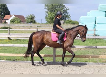 Cheval de sport irlandais, Jument, 6 Ans, 170 cm, Bai