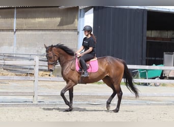 Cheval de sport irlandais, Jument, 6 Ans, 170 cm, Bai