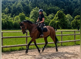 Cheval de sport irlandais, Jument, 6 Ans, 172 cm, Bai