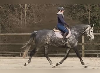 Cheval de sport irlandais, Jument, 6 Ans, 178 cm, Gris pommelé