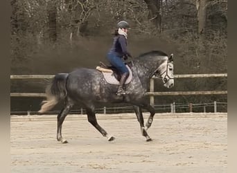 Cheval de sport irlandais, Jument, 6 Ans, 178 cm, Gris pommelé