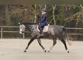 Cheval de sport irlandais, Jument, 6 Ans, 178 cm, Gris pommelé