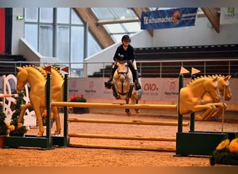 Cheval de sport irlandais, Jument, 7 Ans, 147 cm, Gris