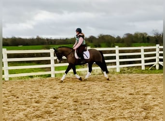 Cheval de sport irlandais, Jument, 7 Ans, 148 cm, Bai