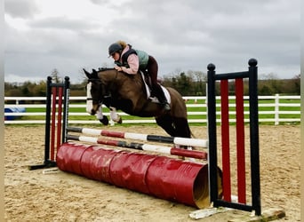 Cheval de sport irlandais, Jument, 7 Ans, 148 cm, Bai