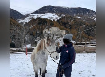 Cheval de sport irlandais Croisé, Jument, 7 Ans, 148 cm, Gris