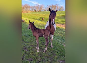 Cheval de sport irlandais Croisé, Jument, 7 Ans, 158 cm, Pinto