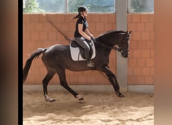 Cheval de sport irlandais, Jument, 7 Ans, 160 cm, Bai brun