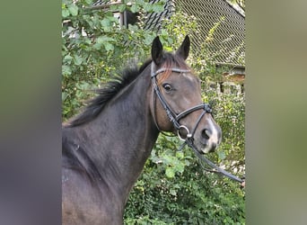 Cheval de sport irlandais, Jument, 7 Ans, 160 cm, Bai brun foncé