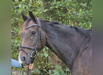 Cheval de sport irlandais, Jument, 7 Ans, 160 cm, Bai brun foncé