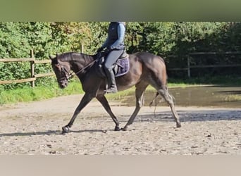 Cheval de sport irlandais, Jument, 7 Ans, 160 cm, Bai brun foncé