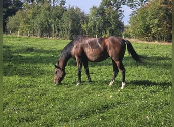Cheval de sport irlandais, Jument, 7 Ans, 160 cm, Bai clair