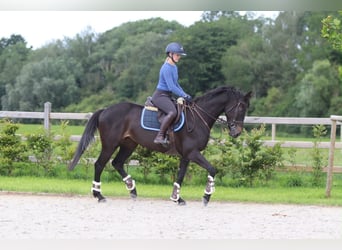 Cheval de sport irlandais, Jument, 7 Ans, 160 cm, Noir