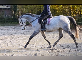 Cheval de sport irlandais, Jument, 7 Ans, 162 cm, Gris pommelé