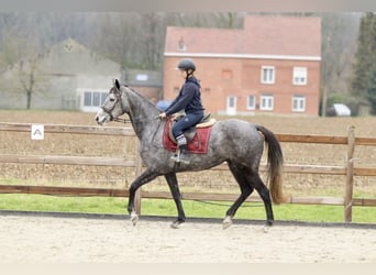 Cheval de sport irlandais, Jument, 7 Ans, 162 cm, Rouan bleu