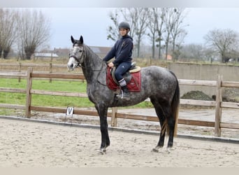 Cheval de sport irlandais, Jument, 7 Ans, 162 cm, Rouan bleu