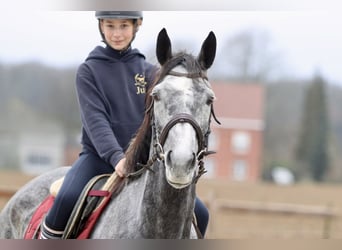 Cheval de sport irlandais, Jument, 7 Ans, 162 cm, Rouan bleu