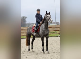 Cheval de sport irlandais, Jument, 7 Ans, 162 cm, Rouan bleu