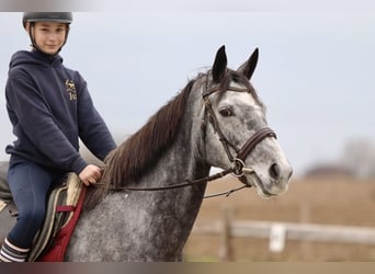 Cheval de sport irlandais, Jument, 7 Ans, 162 cm, Rouan bleu