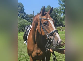 Cheval de sport irlandais, Jument, 7 Ans, 165 cm, Alezan brûlé