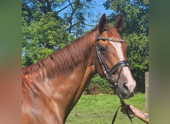 Cheval de sport irlandais, Jument, 7 Ans, 165 cm, Alezan brûlé