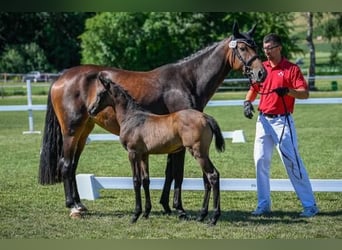 Cheval de sport irlandais, Jument, 7 Ans, 165 cm, Bai brun