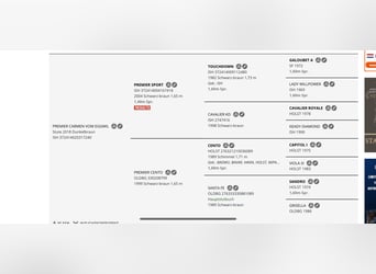 Cheval de sport irlandais, Jument, 7 Ans, 165 cm, Bai brun