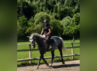 Cheval de sport irlandais, Jument, 7 Ans, 167 cm, Gris pommelé