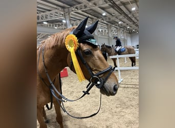Cheval de sport irlandais, Jument, 7 Ans, 168 cm, Alezan brûlé