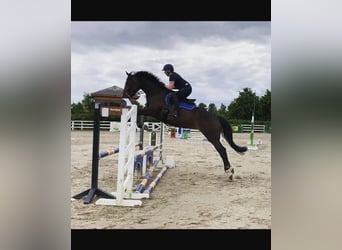 Cheval de sport irlandais, Jument, 7 Ans, 168 cm, Bai cerise